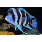 Cyphotilapia Frontosa 7cm